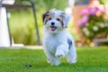 Cute, happy puppy running on summer green grass Royalty Free Stock Photo