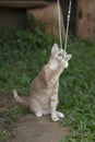 Adorable kitten is playing with a beaded necklace. Royalty Free Stock Photo