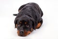 Close up of adorable lying rottweiler dog.