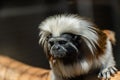 Close-up of an adorable pinchi monkey (Oedipus tamarin) perched atop a tree branch Royalty Free Stock Photo
