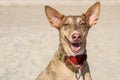 Close-up of an adorable Podenco Canario dog sitting in the sand Royalty Free Stock Photo