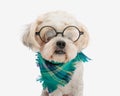 close up of adorable shih tzu wearing eyeglasses