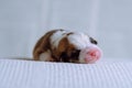 Closeup adorable sleepy tricolored welsh corgi puppy lying on white soft blanket. Sweet dreams and relaxation after feed