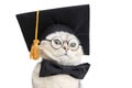 Close up of adorable white cat in a black graduates hat and bow tie and glasses Royalty Free Stock Photo