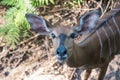 Close up adorable young deer face. Royalty Free Stock Photo