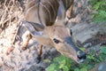 Close up adorable young deer face. Royalty Free Stock Photo
