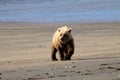 Close up of a Brown Bear in Alaska Royalty Free Stock Photo