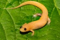 Adult Albino Dusky Salamander