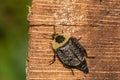 American Carrion Beetle Royalty Free Stock Photo