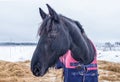 Close-up of an adult black horse in a blanket stands in a paddock with hay in winter Royalty Free Stock Photo