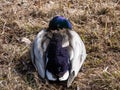 Close-up of adult, breeding male mallard or wild duck (Anas platyrhynchos) with a glossy bottle-green and purple head Royalty Free Stock Photo