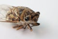 Close up of An Adult Cicadas bug Royalty Free Stock Photo