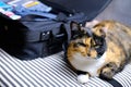 Close-up of adult domestic female cat of dark color lying freely on sofa near an open suitcase with things, concept of vacation