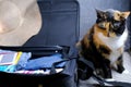 Close-up of adult domestic female cat of dark color lying freely on sofa near an open suitcase with things, concept of vacation