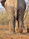 Close up of adult elephant rear walking away, Serengeti, Kenya