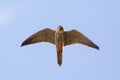 Close-up of adult Eurasian Hobby falcon Falco subbuteo flying,