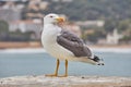 Close up of adult European herring gull Larus argentatus on the wall Royalty Free Stock Photo