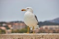 Close up of adult European herring gull Larus argentatus on the wall Royalty Free Stock Photo