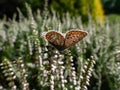 Adult female common blue butterfly or European common blue (Polyommatus icarus) with visible underside of wings on Royalty Free Stock Photo