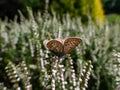 Female common blue butterfly or European common blue (Polyommatus icarus) with visible underside of wings on Royalty Free Stock Photo