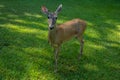 Female deer close up Royalty Free Stock Photo