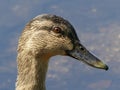 Close up of an Adult Female Mallard Duck