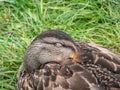 Close-up of adult female mallard or wild duck (Anas platyrhynchos) Royalty Free Stock Photo