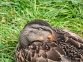 Close-up of adult female mallard or wild duck (Anas platyrhynchos) falling asleep Royalty Free Stock Photo