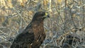 Close up adult galapagos hawk on isla santa fe in the galapagos Royalty Free Stock Photo