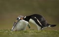 Close up of an adult Gentoo penguin pecking a chick Royalty Free Stock Photo