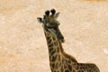 Close -up of an adult giraffe Royalty Free Stock Photo