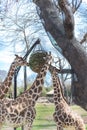 Close-up adult giraffes herd eating from a globe metal elevated feeder at the zoo in Texas, America