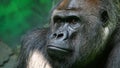 Close-up an adult gorilla looks around against the backdrop of an artificial jungle. Animal protection concept