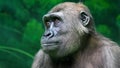 Close-up an adult gorilla looks around against the backdrop of an artificial jungle. Animal protection concept