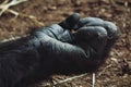 Close-up of an adult gorilla`s hand lying on the ground Royalty Free Stock Photo