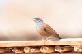 Close up of an adult House Bunting Emberiza sahari perched on a thin wooden ledge in the hot sun of Marrakesh, Morocco