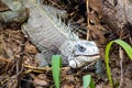 Close up adult iguana in rainforest of amazon Royalty Free Stock Photo