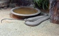 Close up Adult King Cobra Coiled on Sand Royalty Free Stock Photo