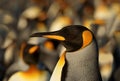 Close-up of an adult King penguin