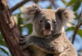 a koala marsupial perched on a tree trunk