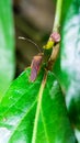Close up of an adult leaf footed insect of the coreidae family perched on a leaf with blurred background