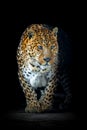Adult leopard. Animal on dark background Royalty Free Stock Photo