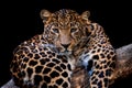 Adult leopard portrait. Animal on dark background