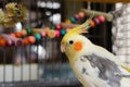 Close-up of an adult male Cockatiel tentatively looking at his owner. Royalty Free Stock Photo