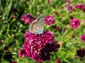 Close-up of adult male of the common blue butterfly or European common blue (Polyommatus icarus) with visible underside Royalty Free Stock Photo