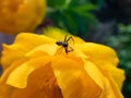 Close-up of adult male of goldenrod crab spider or flower crab spider Misumena vatia Misumena citrea with dark brown and red Royalty Free Stock Photo