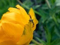 Close-up of adult male of goldenrod crab spider or flower crab spider Misumena vatia Misumena citrea with dark brown and red Royalty Free Stock Photo