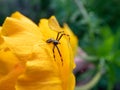 Close-up of adult male of goldenrod crab spider or flower crab spider Misumena vatia Misumena citrea with dark brown and red Royalty Free Stock Photo