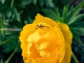 Close-up of adult male of goldenrod crab spider or flower crab spider Misumena vatia Misumena citrea with dark brown and red Royalty Free Stock Photo