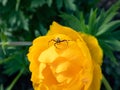 Close-up of adult male of goldenrod crab spider or flower crab spider Misumena vatia Misumena citrea with dark brown and red Royalty Free Stock Photo